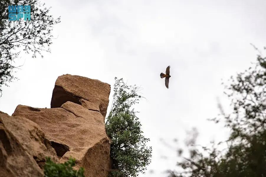 Discover the Wonders of Shada Al-Ala Mountain Reserve